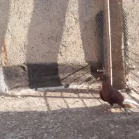 کفتر|پرنده|اقبالیه, |دیوار