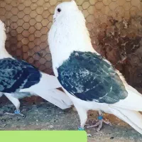 کبوتر دوکت|پرنده|فیروزآباد (فارس), |دیوار