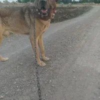 سگ سرابی پژدر