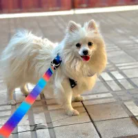 پامر روباهی