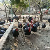 بوقلمون نر برنز|حیوانات مزرعه|فردیس, انبار نفت|دیوار