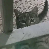 واگذاری گربه خونگی (فوری)|گربه|مینودشت, |دیوار