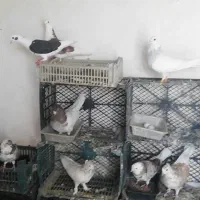 معاوضه کفتر طوقی سرور هما با گوشی یا بره بزغاله|پرنده|شهریار, شهرک امیریه|دیوار