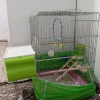 عروس هلندی|پرنده|پیرانشهر, |دیوار