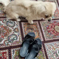 سگ کوچولو میکس پودل|سگ|کرمانشاه, |دیوار