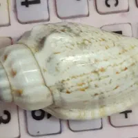 صدفهای بزرگ سنگی|صنایع دستی و سایر لوازم تزئینی|دماوند, مسکن مهر گیلاوند|دیوار