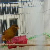 قناری نر|پرنده|کاکی, |دیوار