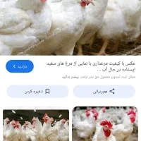 5تا مرغ سفید تخمی