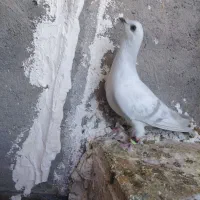 6تا گرفتنی|پرنده|تربت‌حیدریه, قائم|دیوار