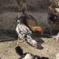 مرغ گلین اصل کرچشو