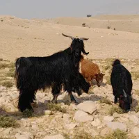 پازن تخمی فروشی|حیوانات مزرعه|چرام, |دیوار