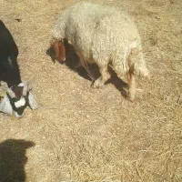 میش با بره ۵ملیون