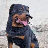 سگ روتوایلر