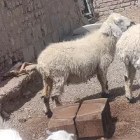 گوسفند