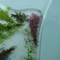 گیاه طبیعی آکواریوم|ماهی|سنندج, |دیوار