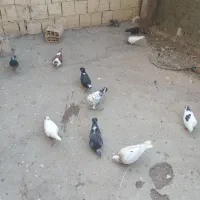 کفترهوایی وعروس هلندی