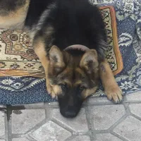 سگ ژرمن ماده ۸ماه