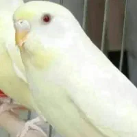 پرنده گمشده