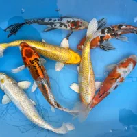 بشتابید سالن پرورش ماهی کوی تخفیف ۵۰ درصدی گذاشته