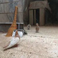 سینه ماده طوقی|پرنده|مشهد, امام رضا (ع)|دیوار