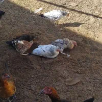 نوچه مرغ|حیوانات مزرعه|خمک, |دیوار