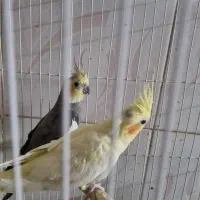 جفت عروس هلندی