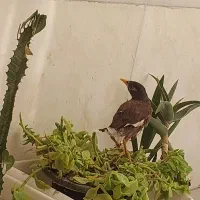 جوجه مینا بسیار باهوش (نرپاکستانی)|پرنده|شیراز, کوشک میدان|دیوار