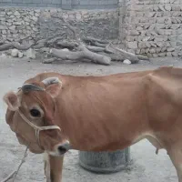 گاو|حیوانات مزرعه|بندرعباس, |دیوار