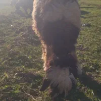 بره ماده میش|حیوانات مزرعه|لاران, |دیوار