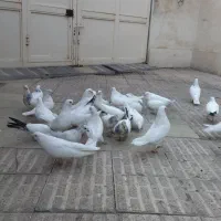 کبوتر نوک سیاه|پرنده|آذرشهر, |دیوار