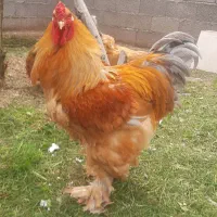 تخم برهما  اصل|حیوانات مزرعه|رشت, شهرک آیت الله منتظری|دیوار