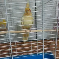 لوتینو ماده بالغ