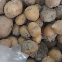 سیب زمینی ریز