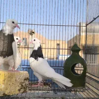 طوقی|پرنده|اصفهان, شهرک زاینده رود|دیوار