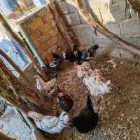 تخم نطفه دار گلین|حیوانات مزرعه|کرج, کیانمهر|دیوار