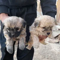 توله پاپی|سگ|شاهین‌شهر, گرگاب|دیوار