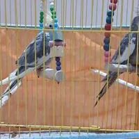 دوعددطوطی عروس