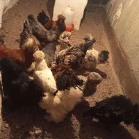 خروس و مرغ پرپا کاکولی|حیوانات مزرعه|تربت‌حیدریه, قائم|دیوار