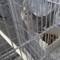 عروس هلندی|پرنده|پاکدشت, پاکدشت (مامازند)|دیوار