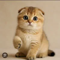 بازارچه اسکاتیش گلد|گربه|تهران, پونک|دیوار