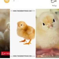 گمشده پرنده