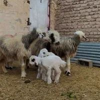 3رس میش بختیاری اصل تک بره و جفت بره|حیوانات مزرعه|کرمان, |دیوار