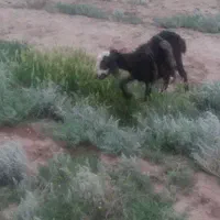 باسلام یه عدد بره ماده فروشی