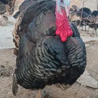 بوقلمون محلی