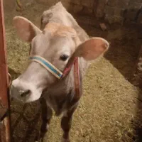 گوساله نر سویسی|حیوانات مزرعه|دیواندره, |دیوار