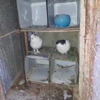 کفتر|پرنده|مشهد, شهرک بهارستان|دیوار