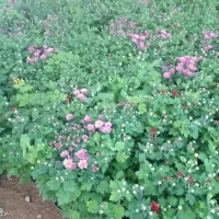 گل داودی|گل و گیاه طبیعی|محلات, |دیوار