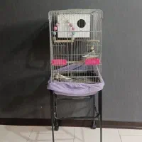 عروس هلندی مولد