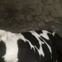 گاو فول گوشت|حیوانات مزرعه|سارال, |دیوار