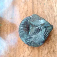 فسیل حلزون|کلکسیون اشیاء عتیقه|نگین شهر, |دیوار